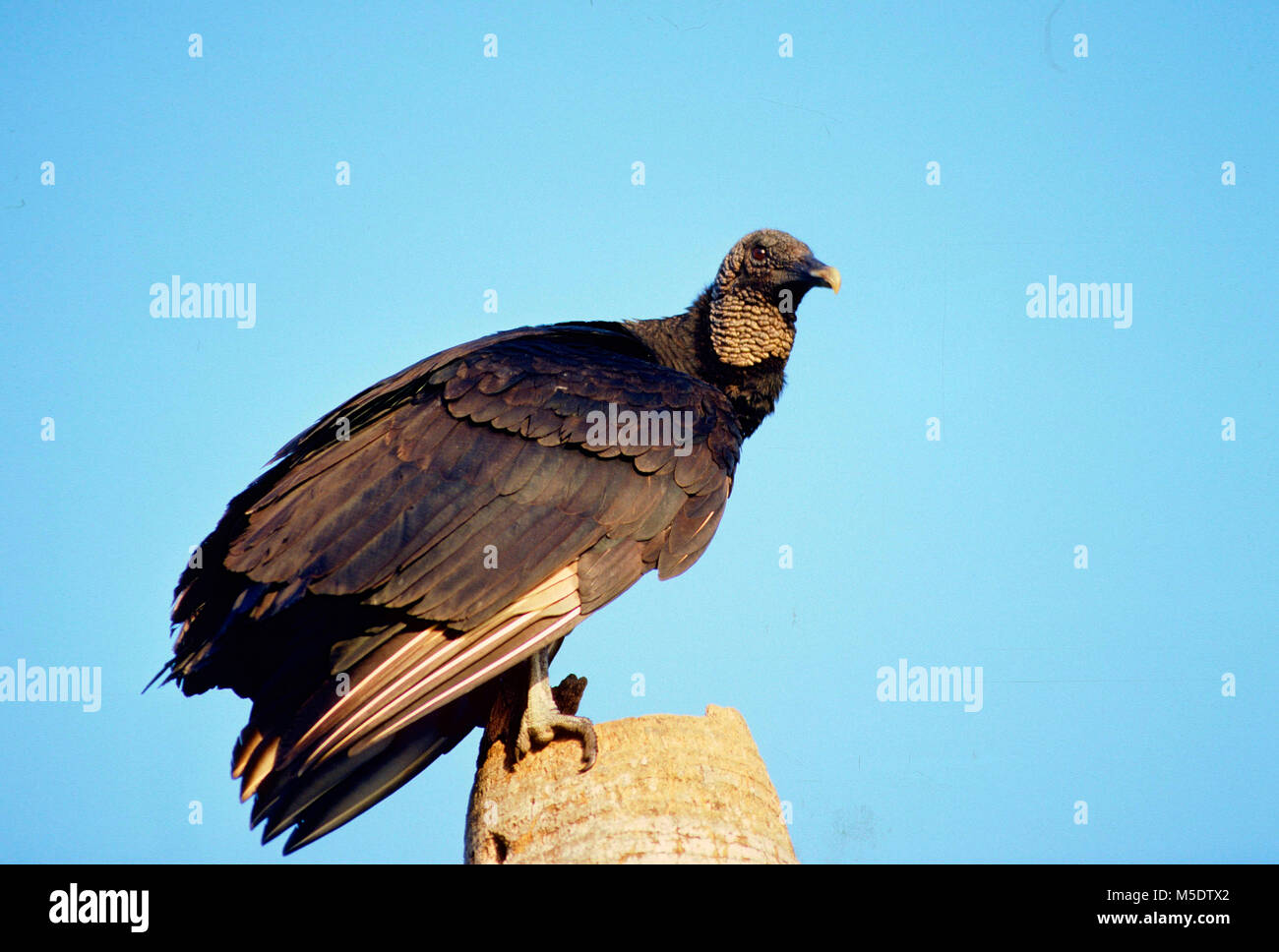 Black vulture, Coragyps atratus, Cathartidae, Vulture, bird of prey, bird, animal, Everglades National Park, Florida, USA Stock Photo