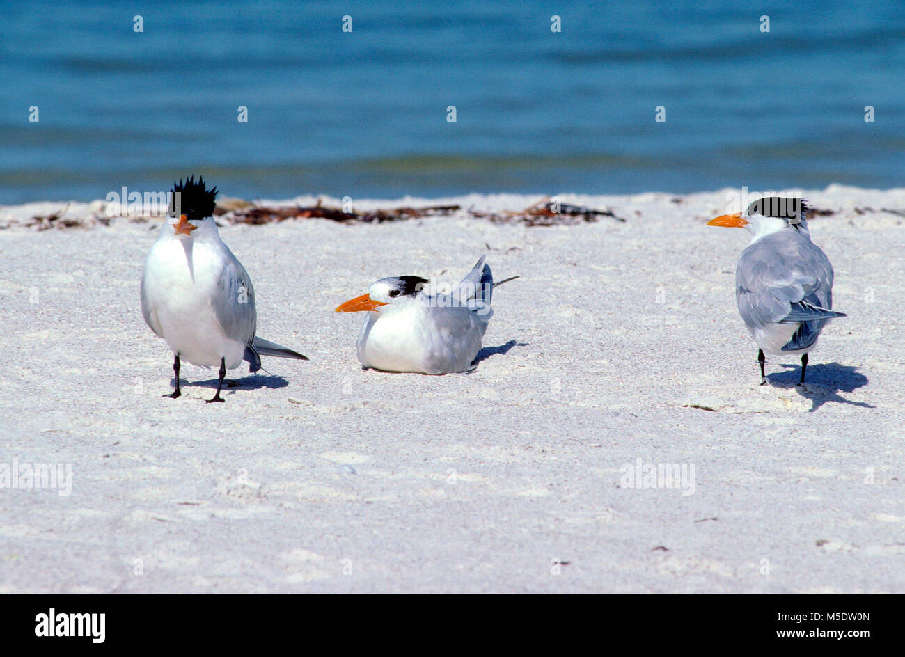 Royal Tern, Sterna maxima, Sternidae, Tern, sandy beach, bird, animal, Fort Myers beach, Florida, USA Stock Photo