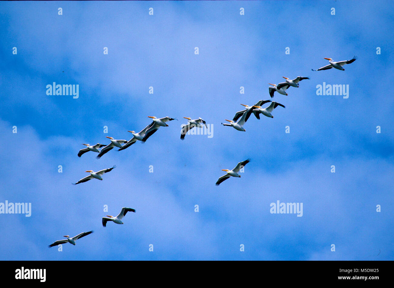 American White Pelican, Pelecanus erythrorhynchos, Pelecanidae, Pelican, flock, in flight, bird, animal, California, USA Stock Photo