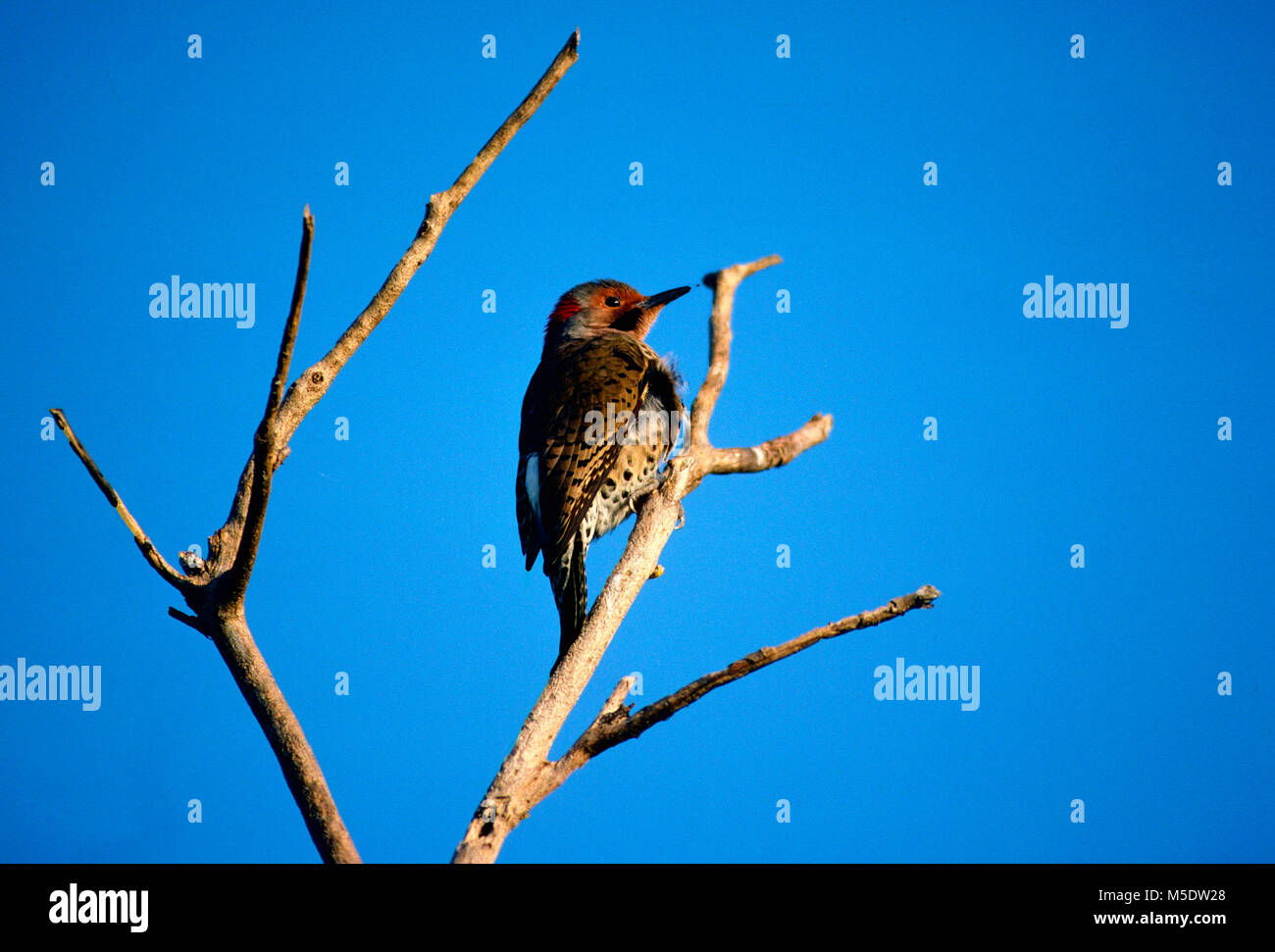 Northern Flicker, Colaptes auratus, Picidae, Flicker, male, Woodpecker, bird, animal, Ding Darling Wildlife Refuge, Florida, USA Stock Photo