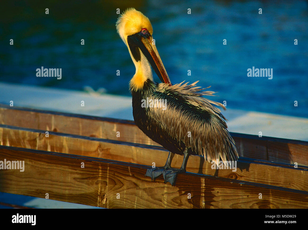 Brown Pelican, Pelecanus occidentalis, Pelecanidae, Pelican, breeding plumage, bird, animal, Florida Keys, Florida, USA Stock Photo