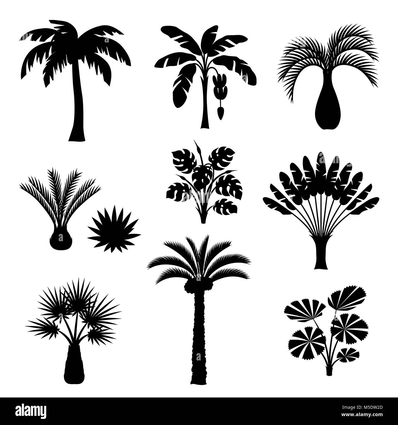 Tropical palm trees set. Exotic tropical plants Illustration of jungle nature Stock Vector