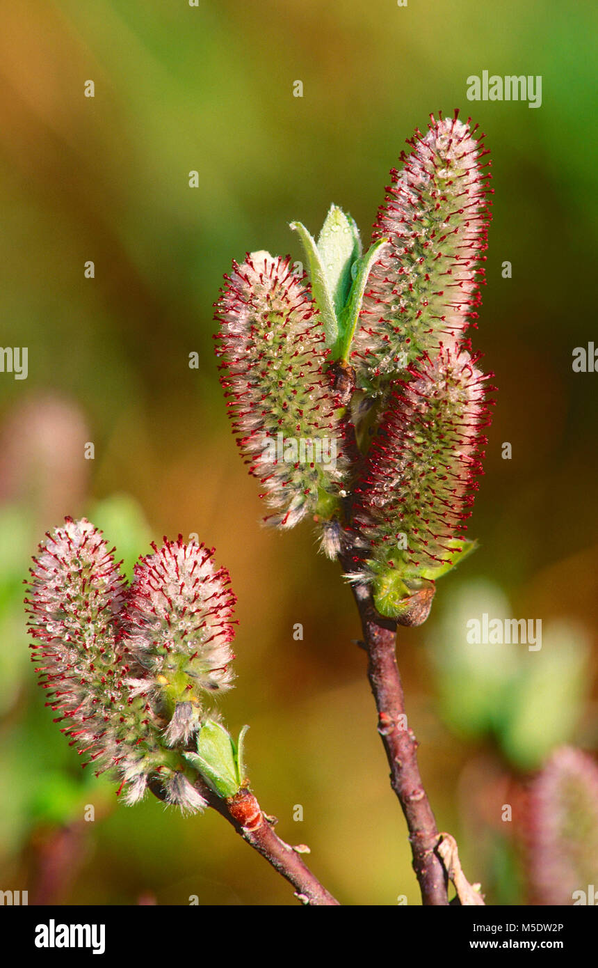 Arctic Willow, Salix arctica, Saliaceae, blooming, blossoms, shrub, plant, Kananaskis Provincial Park, Alberta, Canada Stock Photo
