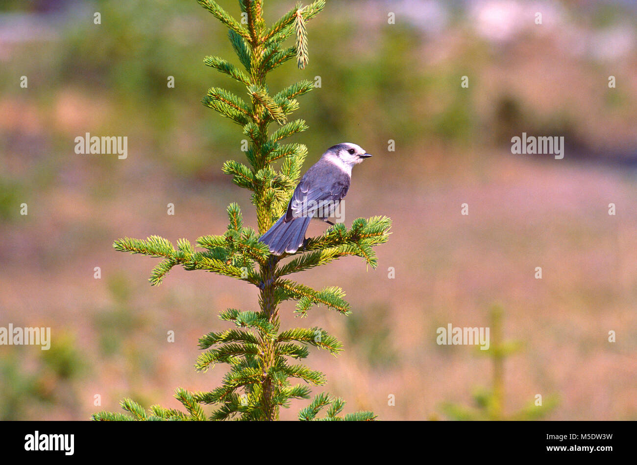 Gray Jay, Perisoreus canadensis, Corvidae, Jay, bird, animal ...