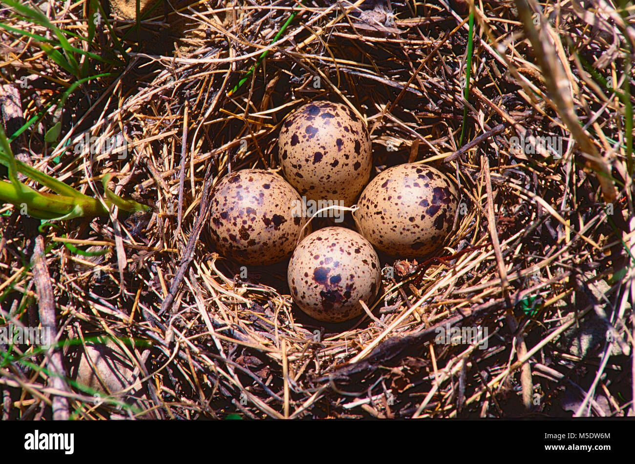 Spotted Sandpiper, Actitis macularia, Scolopacidae, Sandpiper, nest of