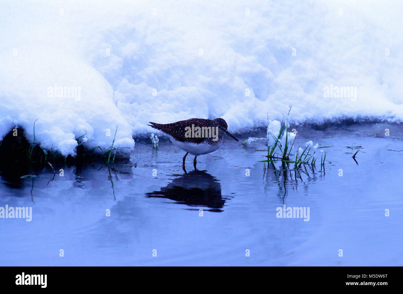 Solitary Sandpiper, Tringa solitaris, Scolopacidae, Sandpiper, shorebird, bird, animal, pond, snow, Banff National Park, Alberta, Canada Stock Photo