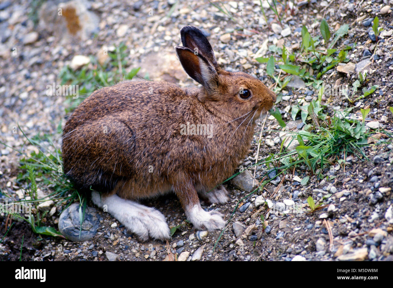 Snowshoe Hare, Lepus americanus, Leporidae, Hare, mammal, animal, Peter Lougheed Provincial Park, Alberta, Canada Stock Photo