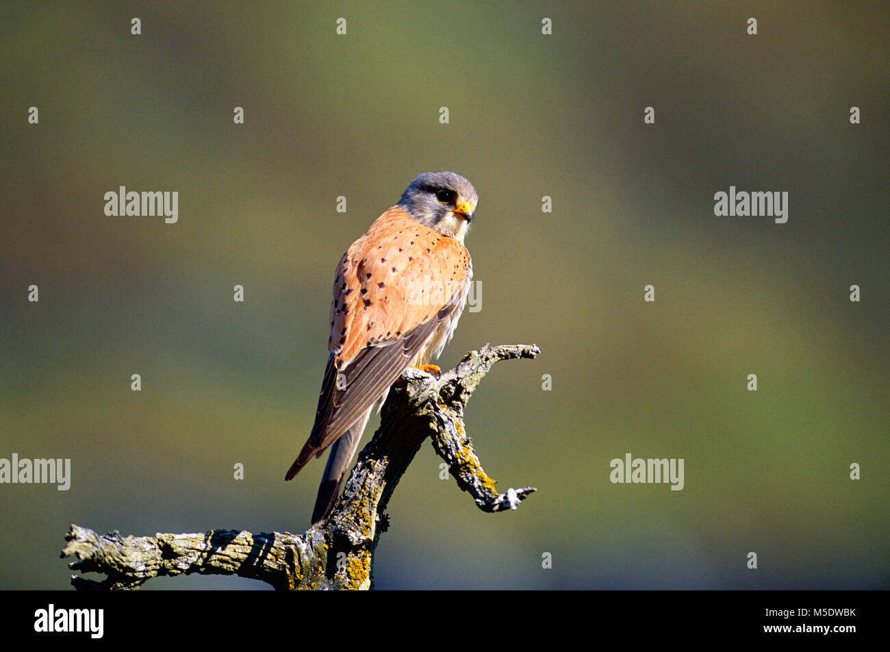 common-kestrel-falco-tinnunculus-male-falconidae-kestrel-bird-of