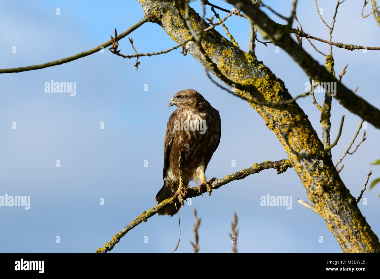 common-buzzard-buteo-buteo-accipitridae-buzzard-bird-of-prey-bird