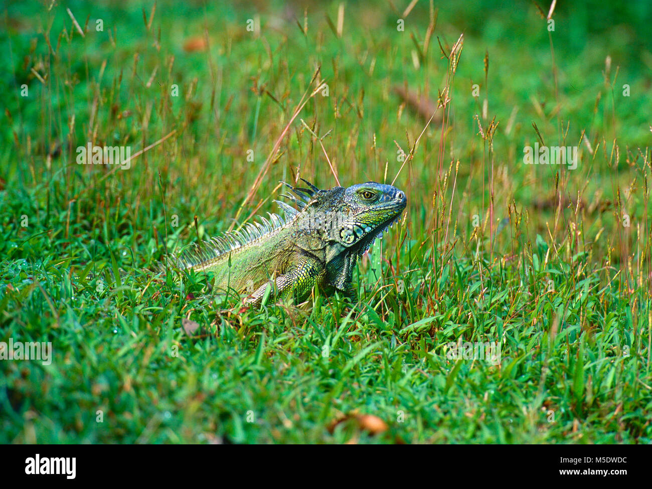 Green Iguana, Iguana iguana, Iguanidae, Iguana, reptile, animal, Selva Bananita Lodge,  Costa Rica Stock Photo