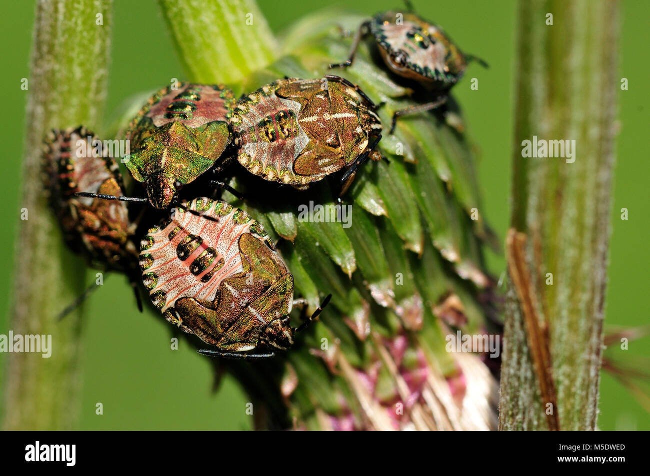 Sloebug, Dolycoris baccarum, Pentatomidae, imago, Shield bug, bug, insect, animal, Andeer, Canton of Grïsons, Switzerland Stock Photo