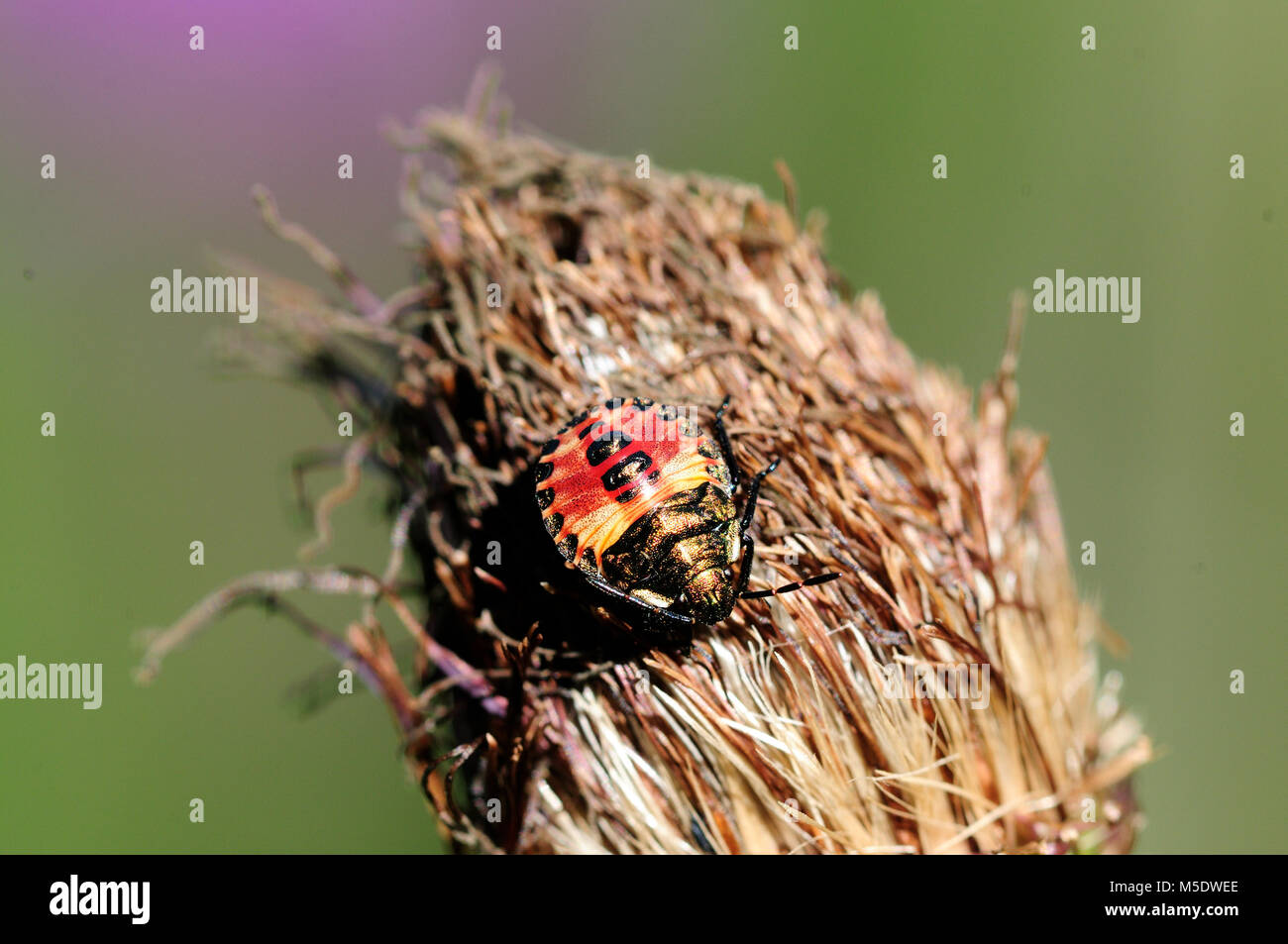 Sloebug, Dolycoris baccarum, Pentatomidae, imago, Shield bug, bug, insect, animal, Andeer, Canton of Grïsons, Switzerland Stock Photo