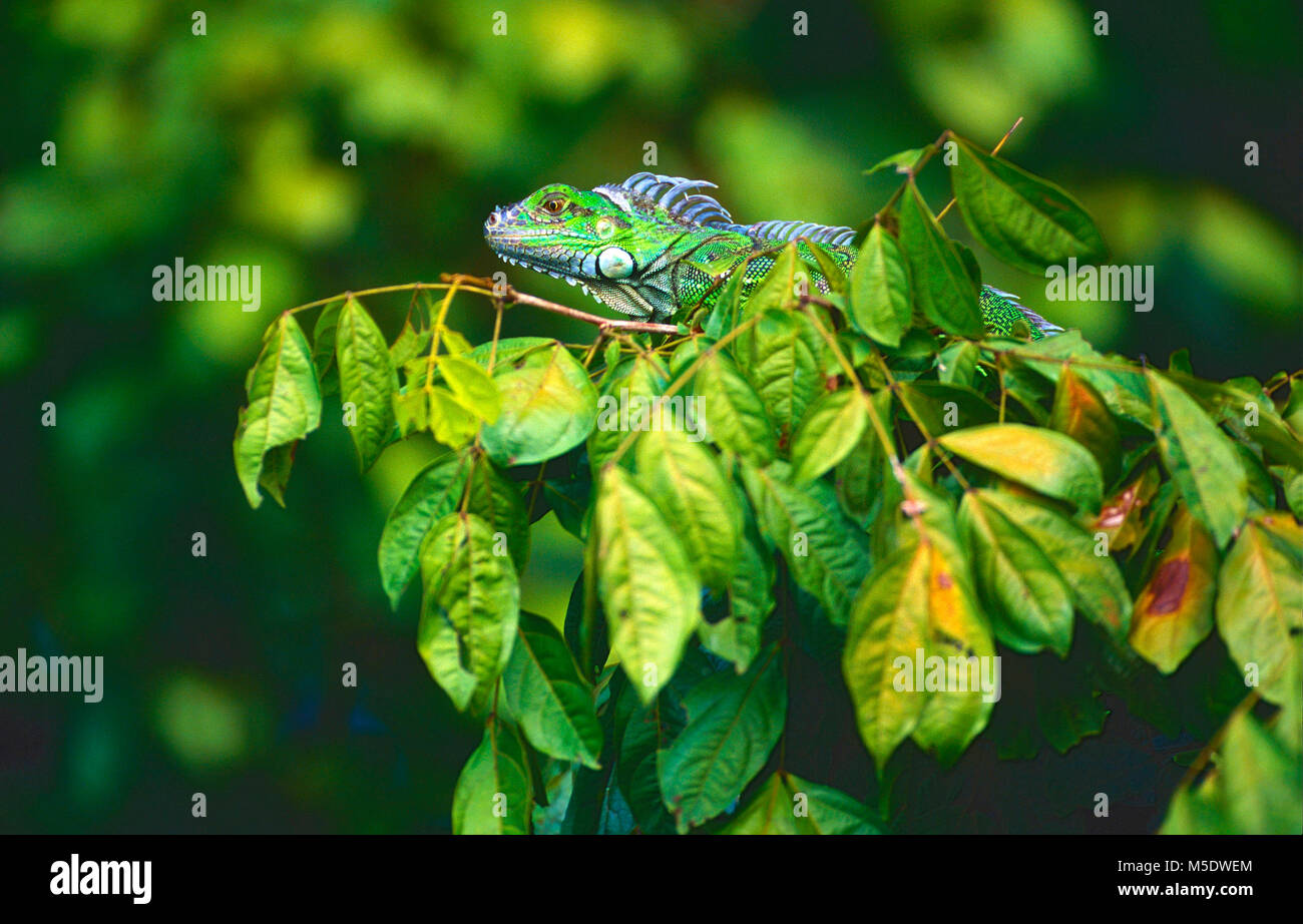 Green Iguana, Iguana iguana, Iguanidae, iguana, reptile, animal, Tortuguero, Costa Rica Stock Photo