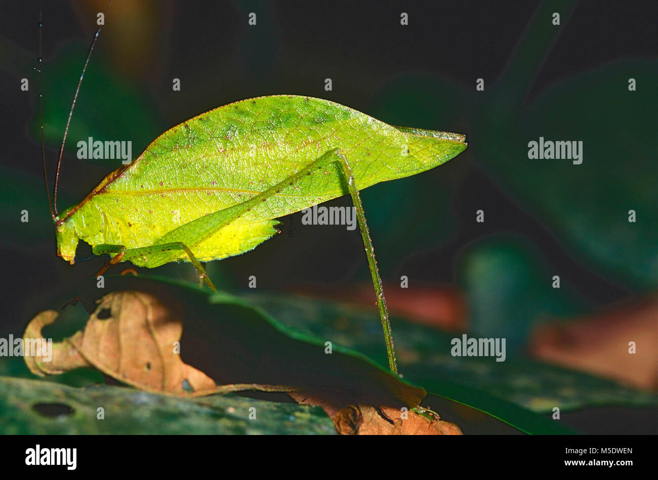 Leaf-mimic Katydid, Orophus tesselatus, Tettigoniidae, Katydid, insect, animal, Costa Rica Stock Photo