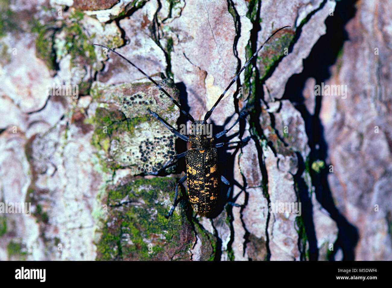 Longhorn beetle, Monochamus sartor, male, Cerambycidae, beetle, insect, animal, Baronnies, Drôme Department, Provence, France Stock Photo