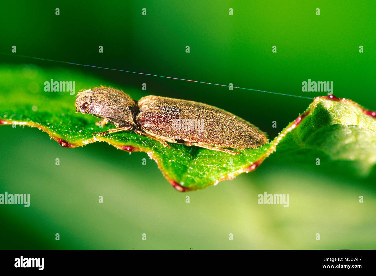 Click beetle, Athous haemorrhoidalis, Elateridae, beetle, insect, animal, Flumserberg, Canton of St. Gallen, Switzerland Stock Photo