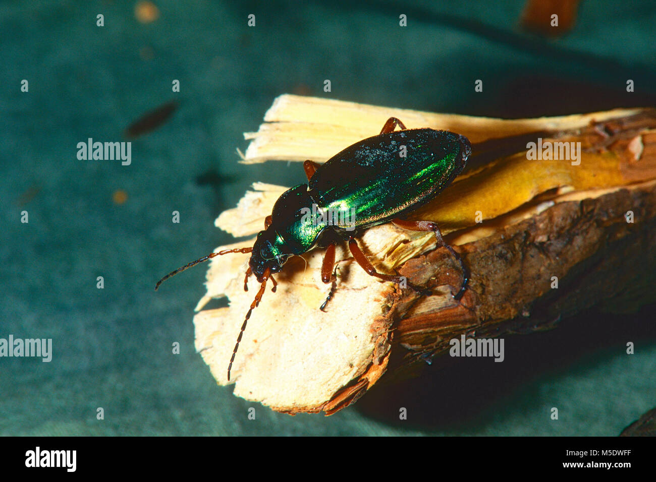 Golden beetle, Carabus auratus, Carabidae, Ground Beetle, beetle, insect, animal, Dübendorf, Canton of Zurich, Switzerland Stock Photo