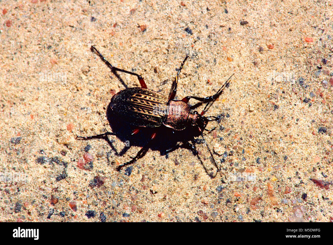 Sausage Ground Beetle, Carabus cancellatus, Carabidae, beetle, ground beetle, insect, animal, Finland Stock Photo