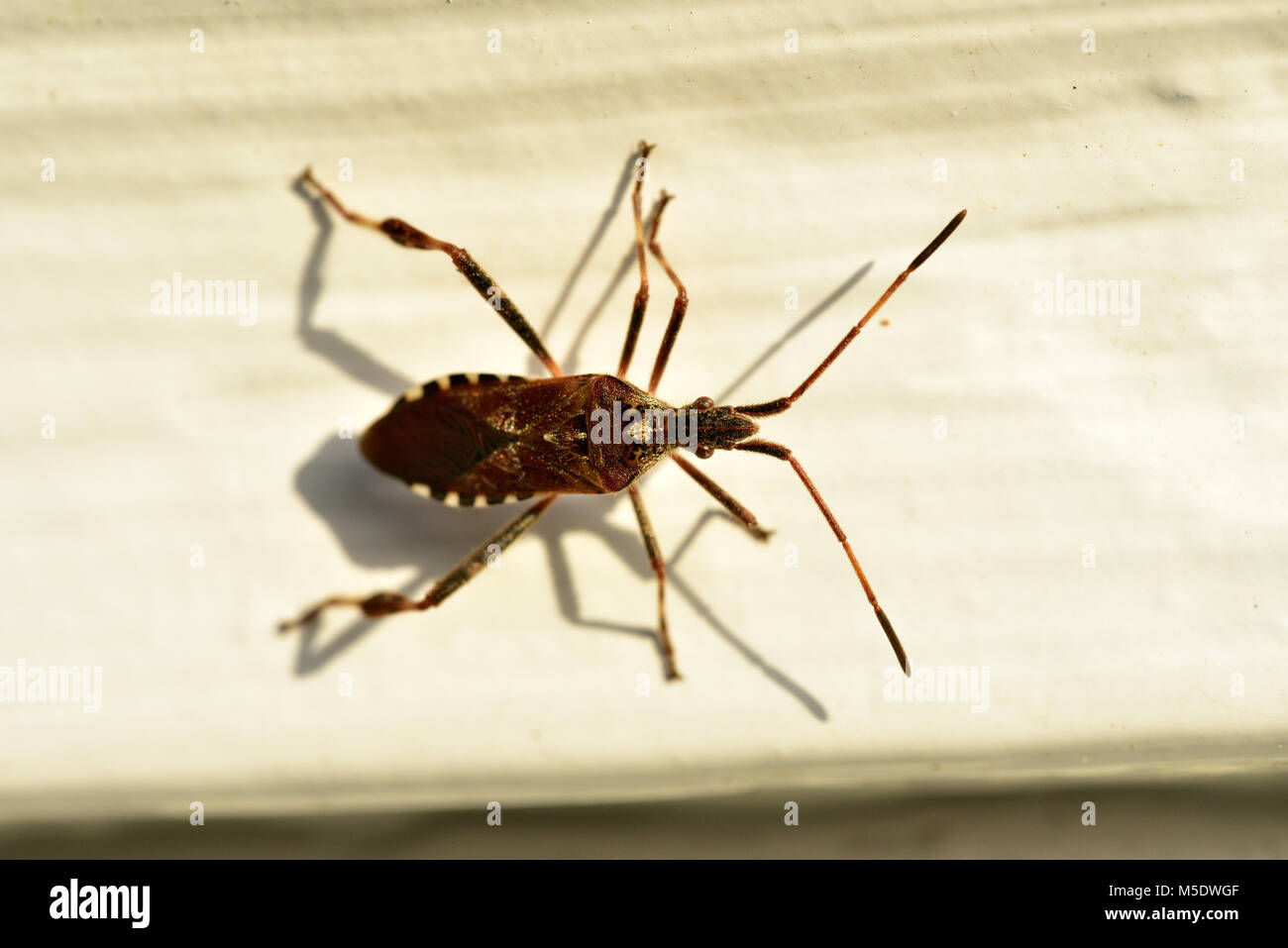 Western conifer seed bug, Leptoglossus occidentalis, Coreidae, bug, insect, animal, Zurich, Switzerland Stock Photo