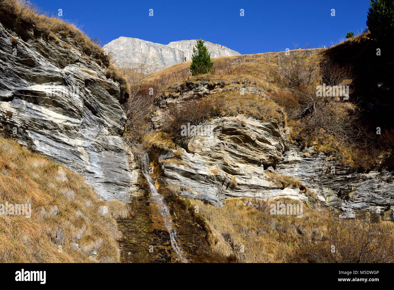 Rocks, stream, Swiss stone pine, Pinus cembra, Pinaceae, mountain, Mittler Wissberg, Avers-Cresta, Avers, Alps, Canton of Grisons, Switzerland Stock Photo