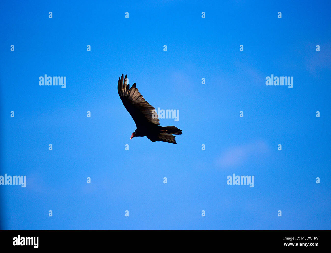 Turkey Vulture, Cathartes aura, Cathartidae, in flight, Vulture, bird, animal, Lagarta Lodge, Costa Rica Stock Photo