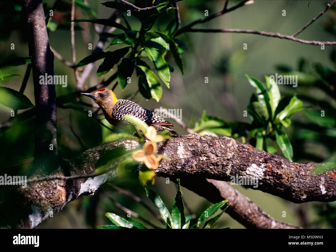 Hoffmann's Woodpecker, Melanerpes hoffmannii, Picidae, woodpecker, male, bird, animal, Nosara, Costa Rica Stock Photo