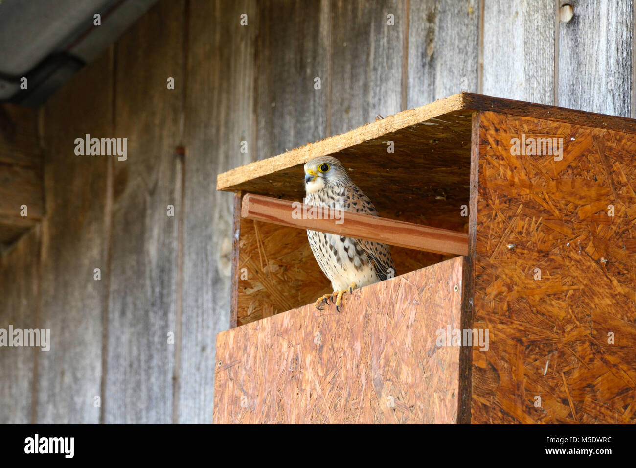 Common Kestrel, Falco tinnunculus, female, Falconidae, Kestrel, bird of prey, nesting box, breeding site, bird, animal, Delley, Canton of Fribourg, Sw Stock Photo