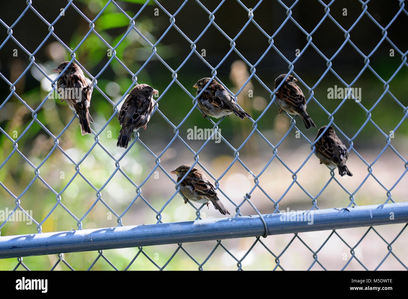 House Sparrow, Passer domesticus, Passeridae, flock, in fence, bird, animal,  introduced from Europe, Calgary, Alberta, Canada Stock Photo