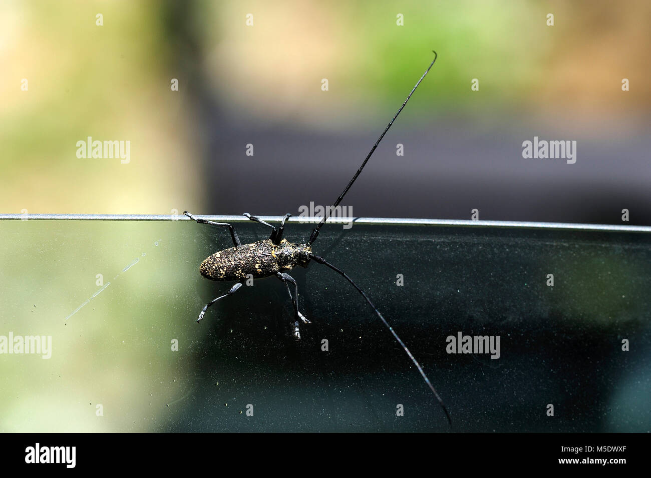 Longhorn beetle, Monochamus sartor, male, Cerambycidae, beetle, insect, animal, Untervaz, Canton of Grisons, Switzerland Stock Photo