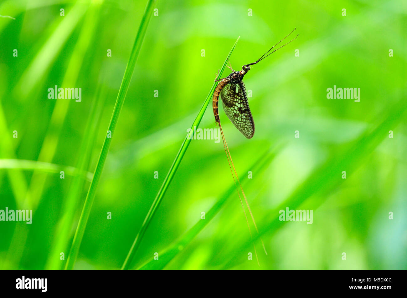 Common Mayfly, Ephemera vulgata, Ephemeridae, Mayfly, insect, animal, Einserkanal, Hansjag, Hungary Stock Photo