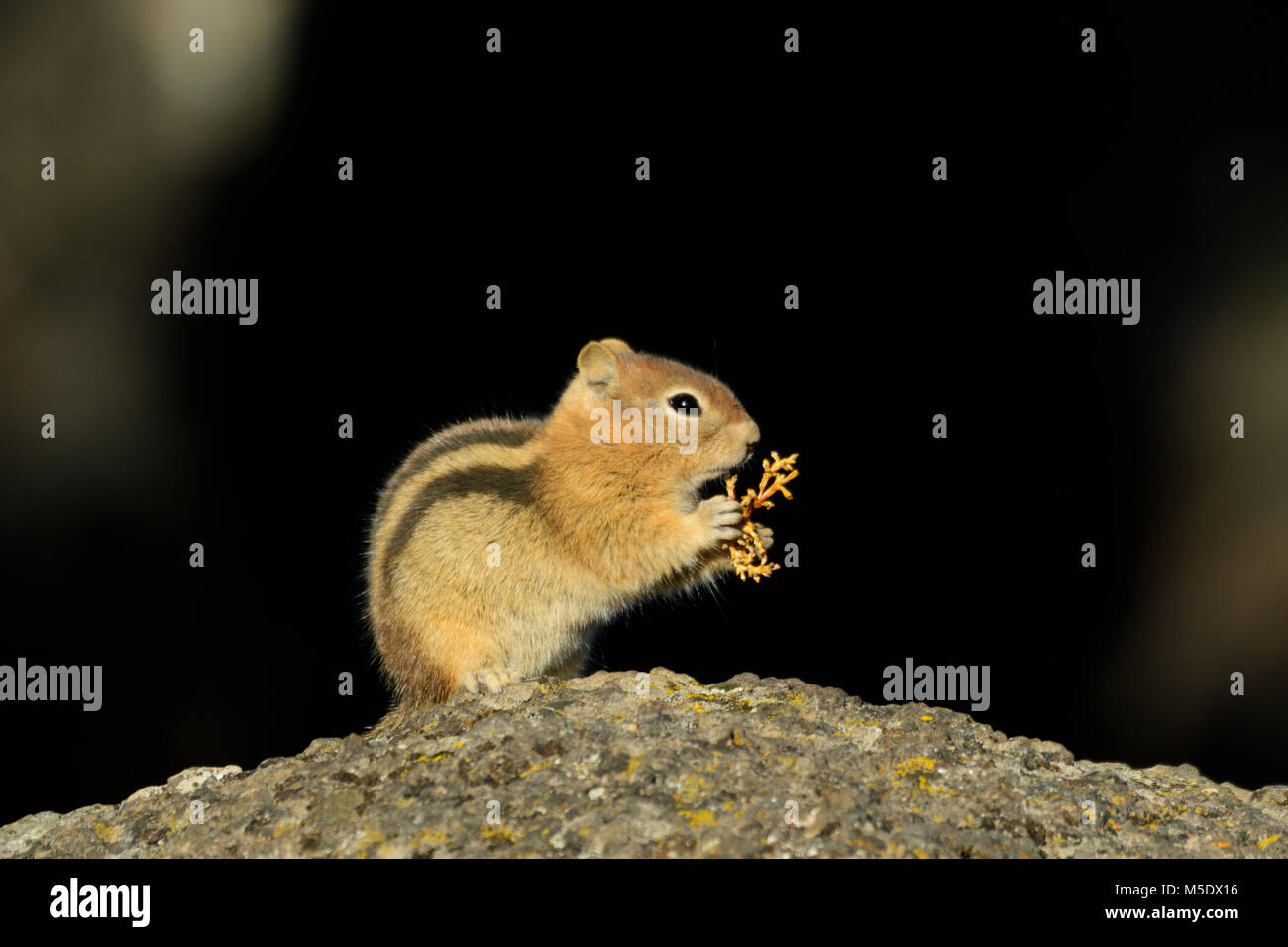 North America, USA, Central Oregon, Oregon, Golden Mantled Ground Squirrel Stock Photo