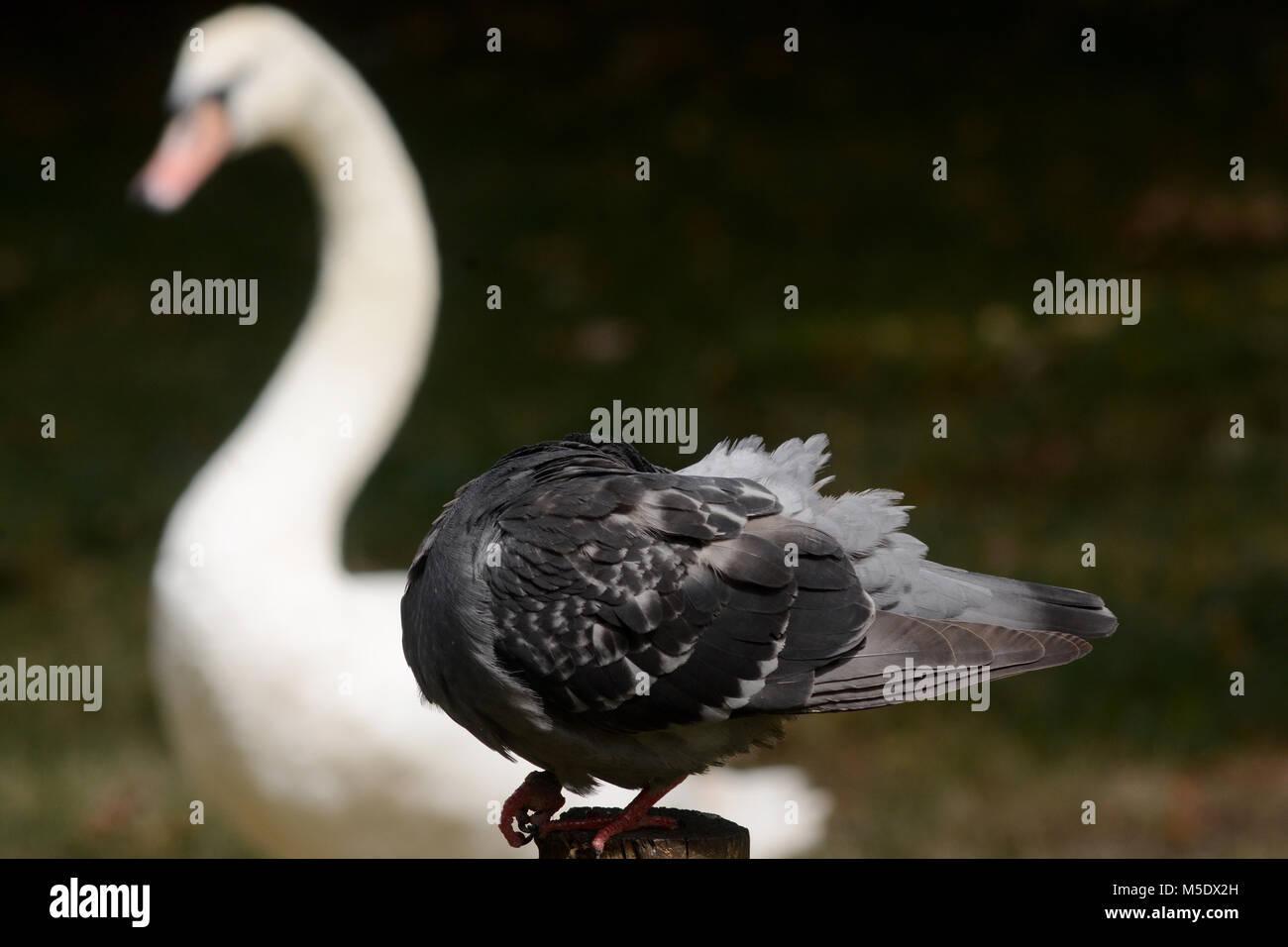 Birds clean themselves in a park in London Stock Photo Alamy