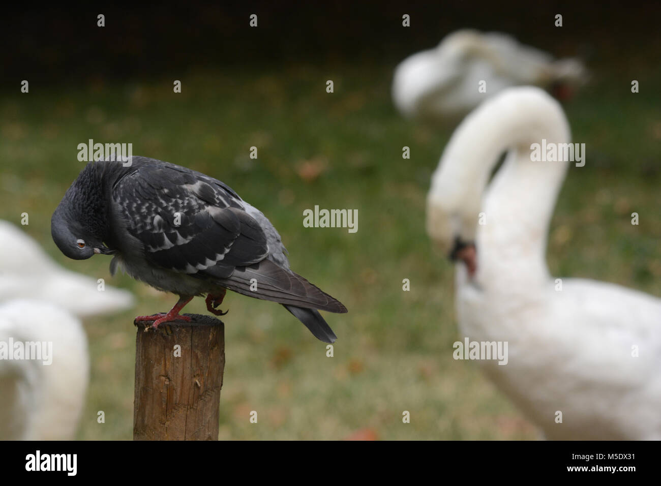 Birds clean themselves in a park in London Stock Photo Alamy