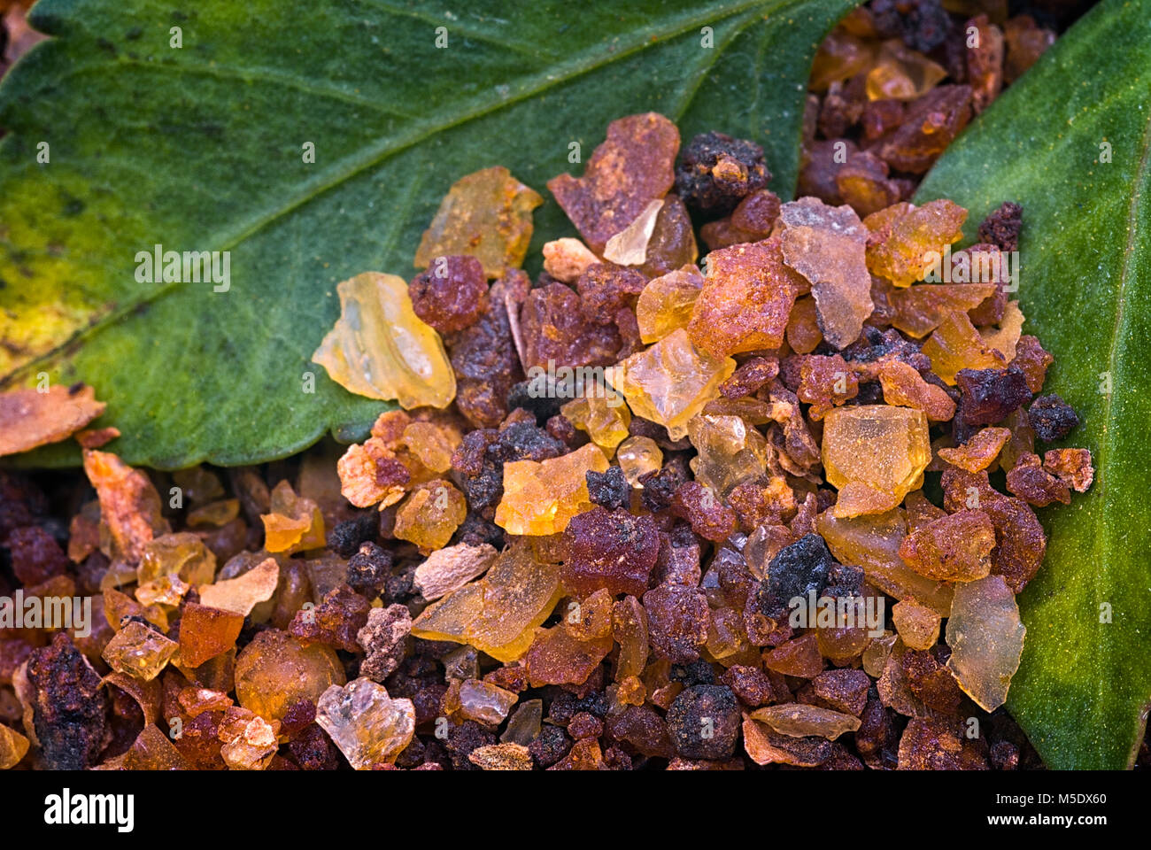 myrrh (Commiphora myrrha), fragrant resin. gum resin Stock Photo - Alamy