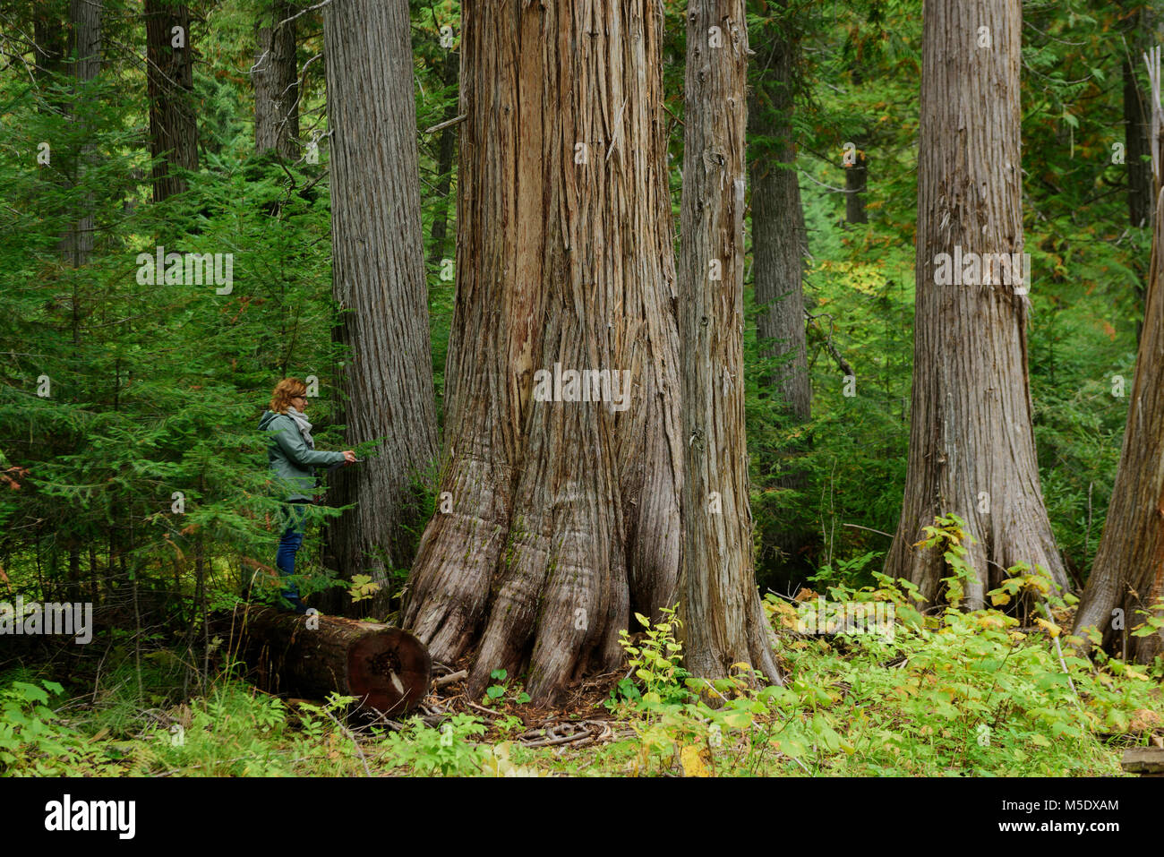 North America, USA, Pacific Northwest,Idaho, Nez Perce-Clearwater National Forest,Cedar Forest near Lolo Pass, Stock Photo