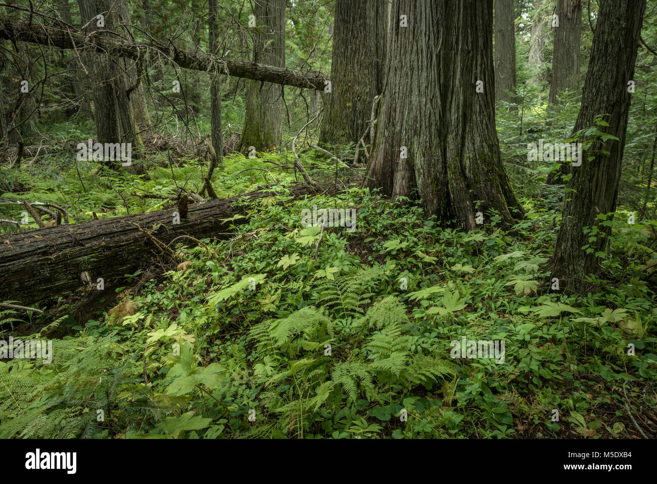 North America, USA, Pacific Northwest,Idaho, Nez Perce-Clearwater National Forest, Lochsa River, Stock Photo
