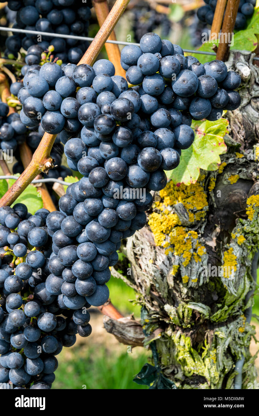 Rote Weinrebe kurz vor der Ernte Stock Photo