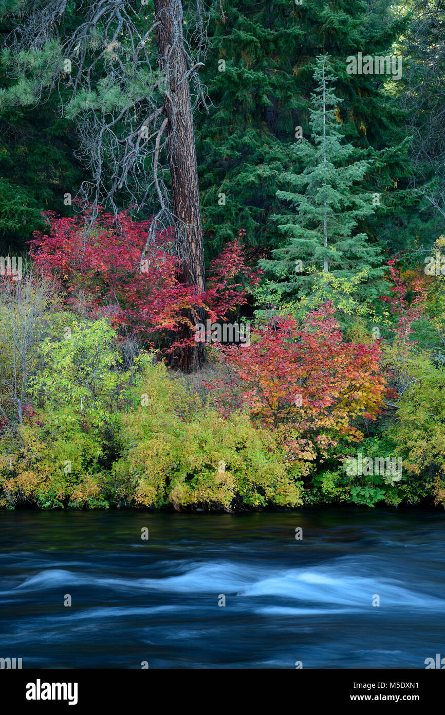 North America, USA, Pacific Northwest, Oregon, Cascades, Camp Sherman, Metolius river in autumn Stock Photo