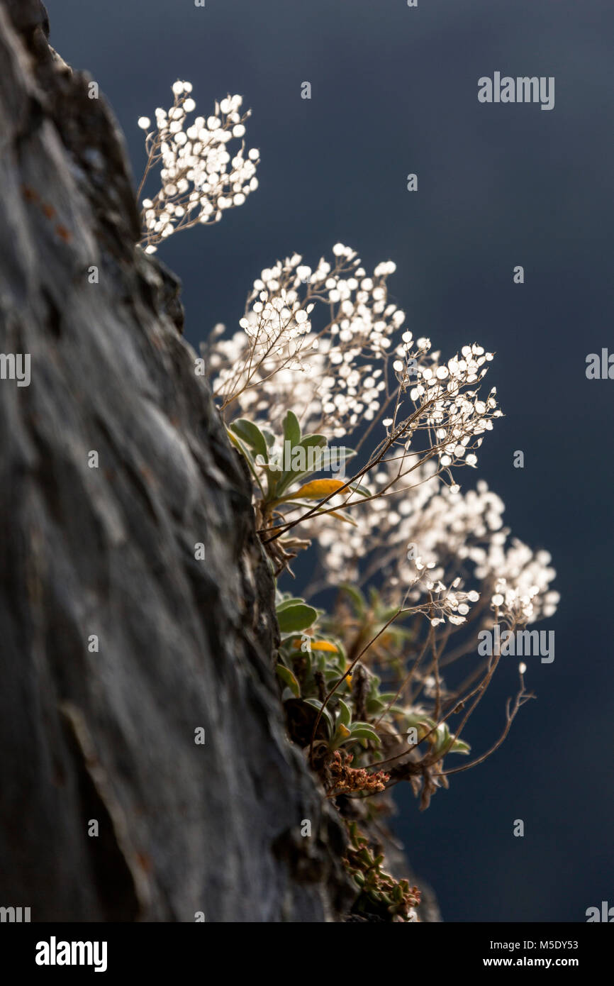 Flora, flower, nightmare flower, nightmare flowers, rock, stone Stock