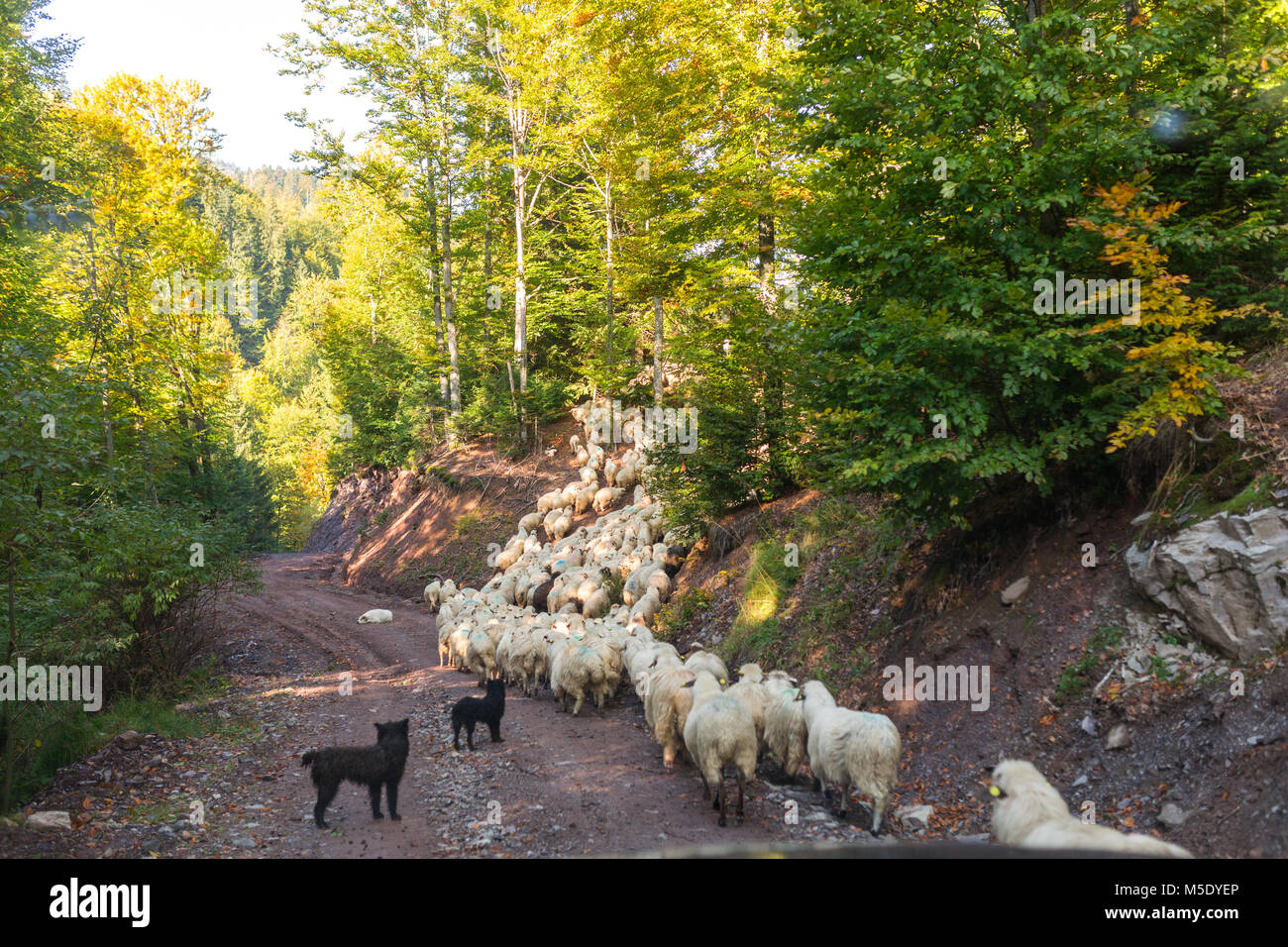 Flock of sheep crossing the mountain through forest Stock Photo Alamy