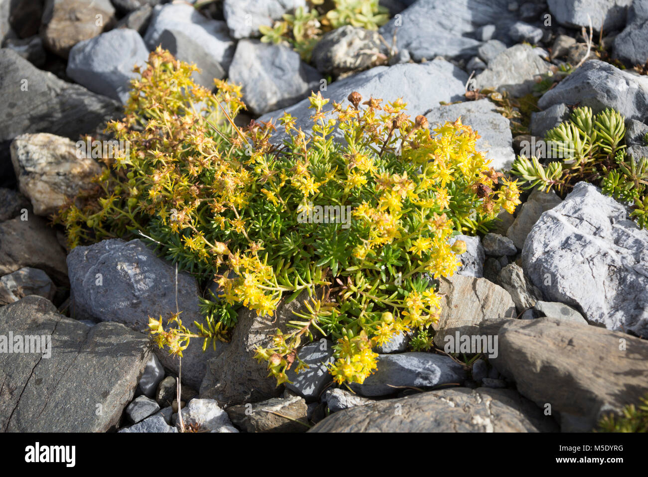 Hiking, walking, the Alps, mountains, rock, stone, stone, mountain flower, nightmare flora, flora, Yellow, blossoms, mountain flora Stock Photo