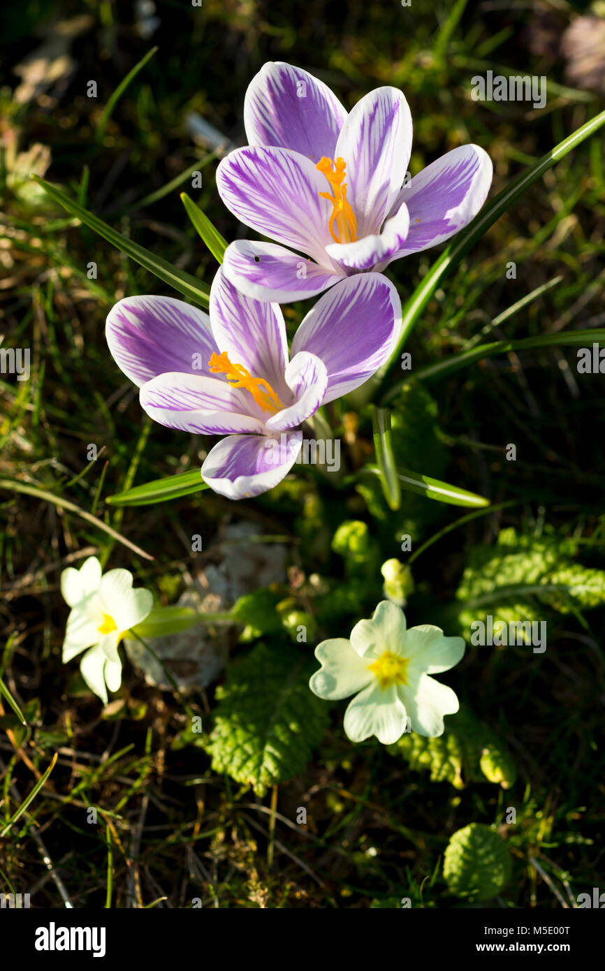 Spring flora and fauna hi-res stock photography and images - Alamy