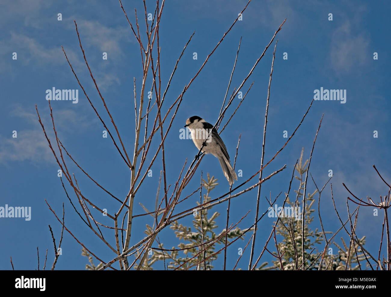 WA13592-00...WASHINGTON -  Camp robber (gray jay - Perisoreus canadensis)  waiting to grab food from some unsuspecting hiker on a snow day. Stock Photo