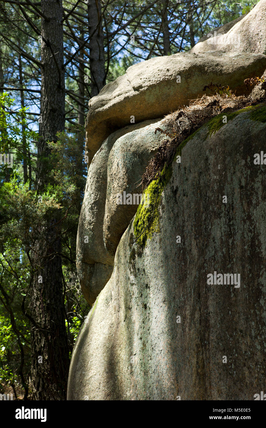 Hiking, walking, summer, pines, wood, tree, stone, rock Stock Photo