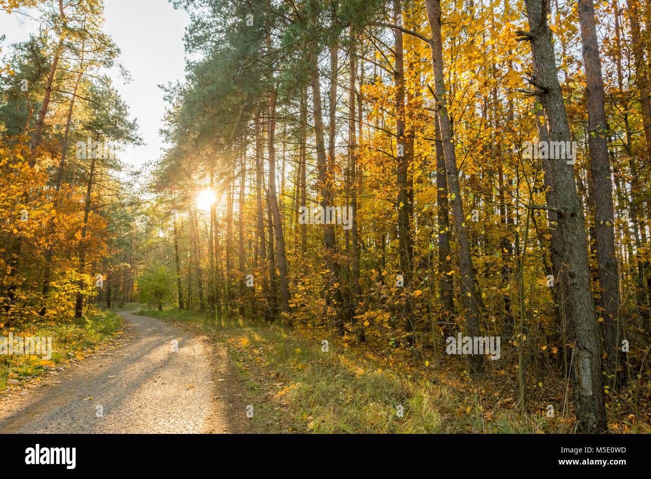 Sunset over the road in the forest in the autumn season Stock Photo - Alamy