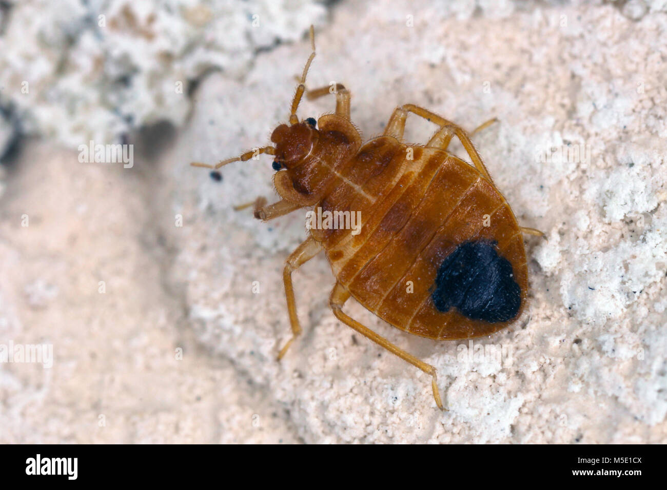 Bed bug High Resolution Stock Photography and Images Alamy