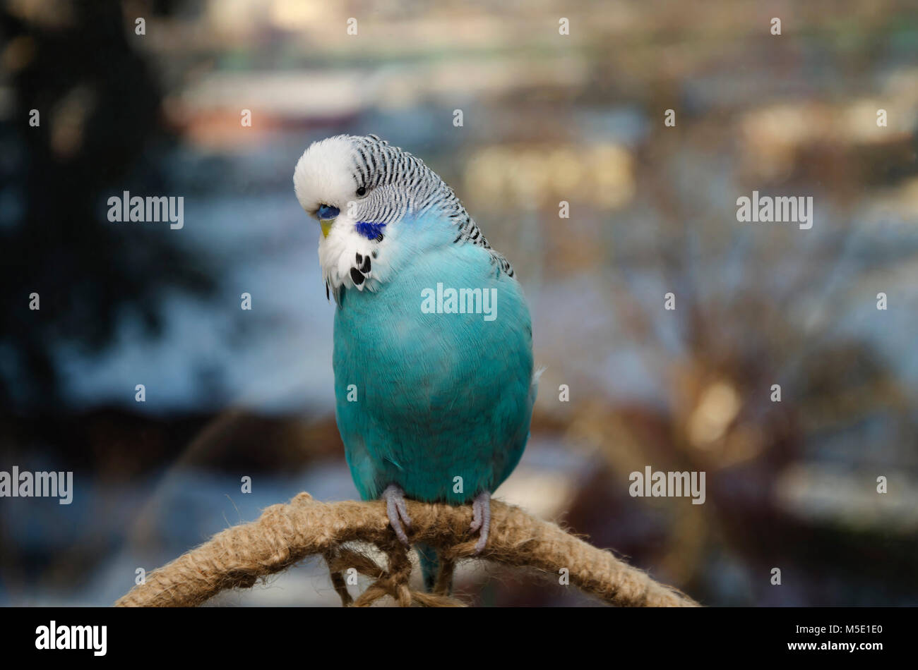 Photo Parrot Stock Photos Photo Parrot Stock Images Page 12