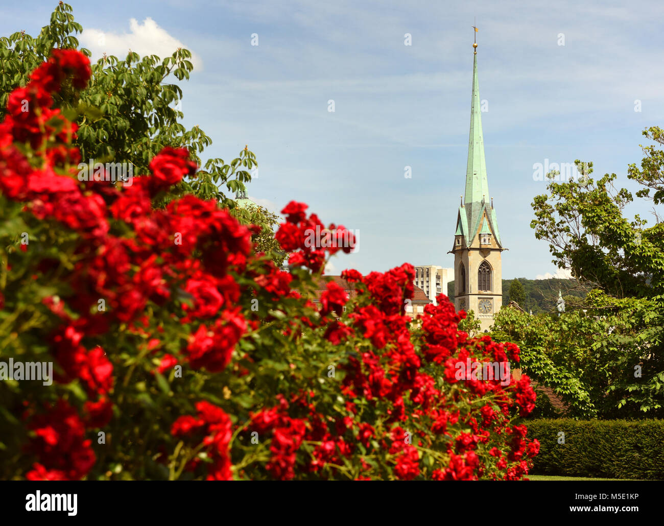 Zurich cityscape with Predigerkirche church and roses flowers in the