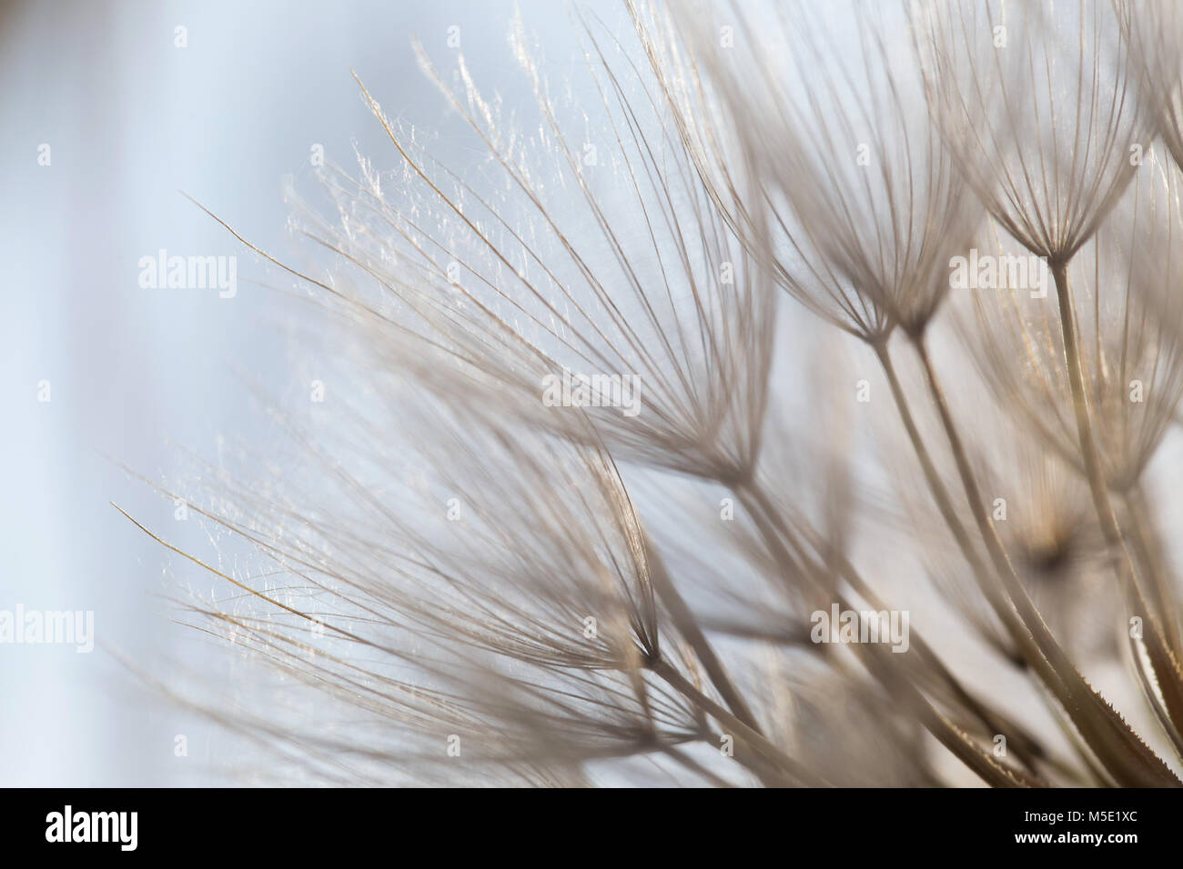 wind, beautiful, natural, beauty, season, macro, meadow, flower, nature, summer, plant, abstract, evening, shine, dandelion Stock Photo