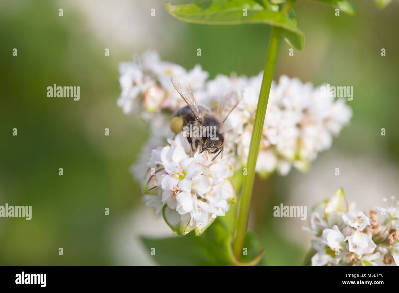 honey, beauty, floral, background, petal, white, nature, filthy, pollen, field, bee flower, sunny, proboscis, amazing, wings, radar, hive, labor Stock Photo